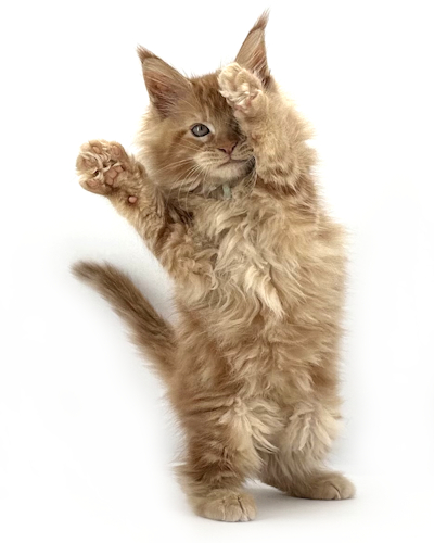 red maine coon kitten